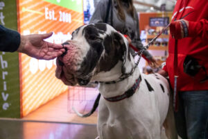 Dog at the Pittsburgh Pet Expo trade show