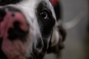 Close up of dog nose at the Pittsburgh Pet Expo trade show