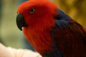 Parrot at the Pittsburgh Pet Expo trade show