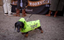 01- pups - Picklesburgh 2023 - Heather Schor Photography -Picklesburg 2023 - 6