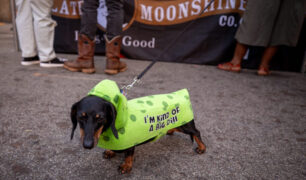 01- pups - Picklesburgh 2023 - Heather Schor Photography -Picklesburg 2023 - 6