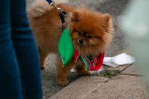 03- Pups -Bloomfield Italy Days 2023 - Heather Schor Photography -Little Italy Days 2023 - Pittsburgh -IMG_0256_