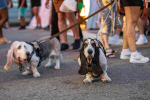 03- pups - Picklesburgh 2023 - Heather Schor Photography -Picklesburg 2023 - 6