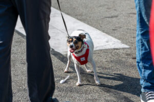 04- Pups -Bloomfield Italy Days 2023 - Heather Schor Photography -Little Italy Days 2023 - Pittsburgh -IMG_0291_