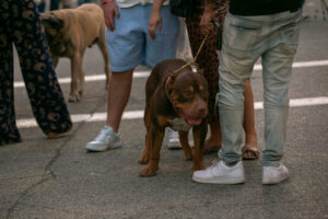 06- Pups -Bloomfield Italy Days 2023 - Heather Schor Photography -Little Italy Days 2023 - Pittsburgh -IMG_0427_