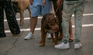 06- Pups -Bloomfield Italy Days 2023 - Heather Schor Photography -Little Italy Days 2023 - Pittsburgh -IMG_0427_