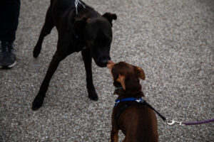 Dogtoberfest Pittsburgh - Waterfront - Pets in the Wiild photography - Dogtober at Waterfront - Pittsburgh - Oct 2023-5R1A3204