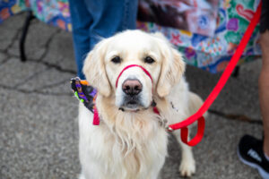 Dogtoberfest Pittsburgh - Waterfront - Pets in the Wiild photography - Dogtober at Waterfront - Pittsburgh - Oct 2023-5R1A3216