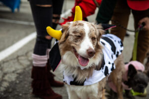 Dogtoberfest Pittsburgh - Waterfront - Pets in the Wiild photography - Dogtober at Waterfront - Pittsburgh - Oct 2023-5R1A3247