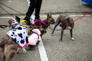 Dogtoberfest Pittsburgh - Waterfront - Pets in the Wiild photography - Dogtober at Waterfront - Pittsburgh - Oct 2023-5R1A3251