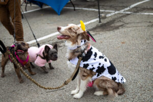 Dogtoberfest Pittsburgh - Waterfront - Pets in the Wiild photography - Dogtober at Waterfront - Pittsburgh - Oct 2023-5R1A3254