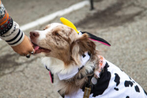 Dogtoberfest Pittsburgh - Waterfront - Pets in the Wiild photography - Dogtober at Waterfront - Pittsburgh - Oct 2023-5R1A3258