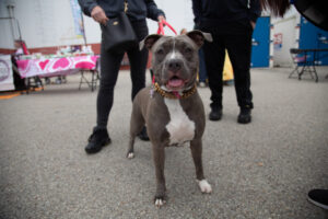 Dogtoberfest Pittsburgh - Waterfront - Pets in the Wiild photography - Dogtober at Waterfront - Pittsburgh - Oct 2023-5R1A3277