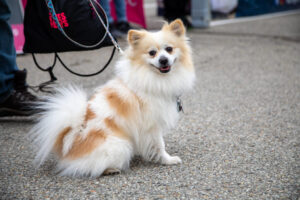 Dogtoberfest Pittsburgh - Waterfront - Pets in the Wiild photography - Dogtober at Waterfront - Pittsburgh - Oct 2023-5R1A3289