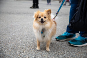 Dogtoberfest Pittsburgh - Waterfront - Pets in the Wiild photography - Dogtober at Waterfront - Pittsburgh - Oct 2023-5R1A3301