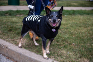 Dogtoberfest Pittsburgh - Waterfront - Pets in the Wiild photography - Dogtober at Waterfront - Pittsburgh - Oct 2023-5R1A3318