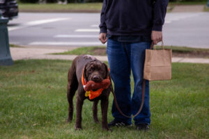 Dogtoberfest Pittsburgh - Waterfront - Pets in the Wiild photography - Dogtober at Waterfront - Pittsburgh - Oct 2023-5R1A3327