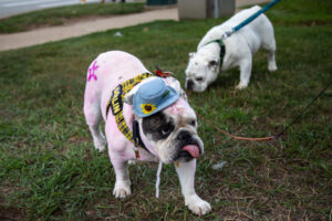 Dogtoberfest Pittsburgh - Waterfront - Pets in the Wiild photography - Dogtober at Waterfront - Pittsburgh - Oct 2023-5R1A3340