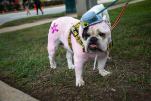 Dogtoberfest Pittsburgh - Waterfront - Pets in the Wiild photography - Dogtober at Waterfront - Pittsburgh - Oct 2023-5R1A3343