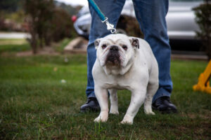 Dogtoberfest Pittsburgh - Waterfront - Pets in the Wiild photography - Dogtober at Waterfront - Pittsburgh - Oct 2023-5R1A3356