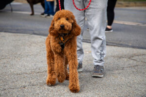 Dogtoberfest Pittsburgh - Waterfront - Pets in the Wiild photography - Dogtober at Waterfront - Pittsburgh - Oct 2023-5R1A3430