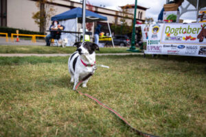 Dogtoberfest Pittsburgh - Waterfront - Pets in the Wiild photography - Dogtober at Waterfront - Pittsburgh - Oct 2023-5R1A3458