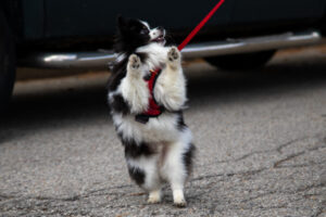 Dogtoberfest Pittsburgh - Waterfront - Pets in the Wiild photography - Dogtober at Waterfront - Pittsburgh - Oct 2023-5R1A3480