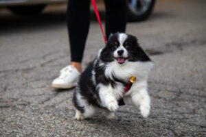 Dogtoberfest Pittsburgh - Waterfront - Pets in the Wiild photography - Dogtober at Waterfront - Pittsburgh - Oct 2023-5R1A3483