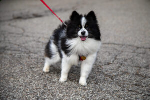 Dogtoberfest Pittsburgh - Waterfront - Pets in the Wiild photography - Dogtober at Waterfront - Pittsburgh - Oct 2023-5R1A3491