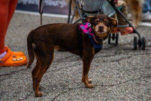 Dogtoberfest Pittsburgh - Waterfront - Pets in the Wiild photography - Dogtober at Waterfront - Pittsburgh - Oct 2023-5R1A3506