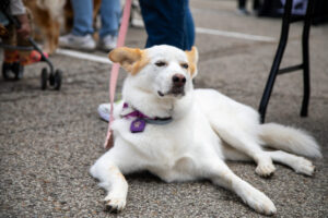 Dogtoberfest Pittsburgh - Waterfront - Pets in the Wiild photography - Dogtober at Waterfront - Pittsburgh - Oct 2023-5R1A3508