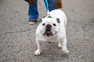 Dogtoberfest Pittsburgh - Waterfront - Pets in the Wiild photography - Dogtober at Waterfront - Pittsburgh - Oct 2023-5R1A3547