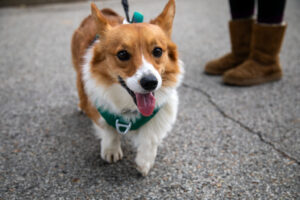 Dogtoberfest Pittsburgh - Waterfront - Pets in the Wiild photography - Dogtober at Waterfront - Pittsburgh - Oct 2023-5R1A3600