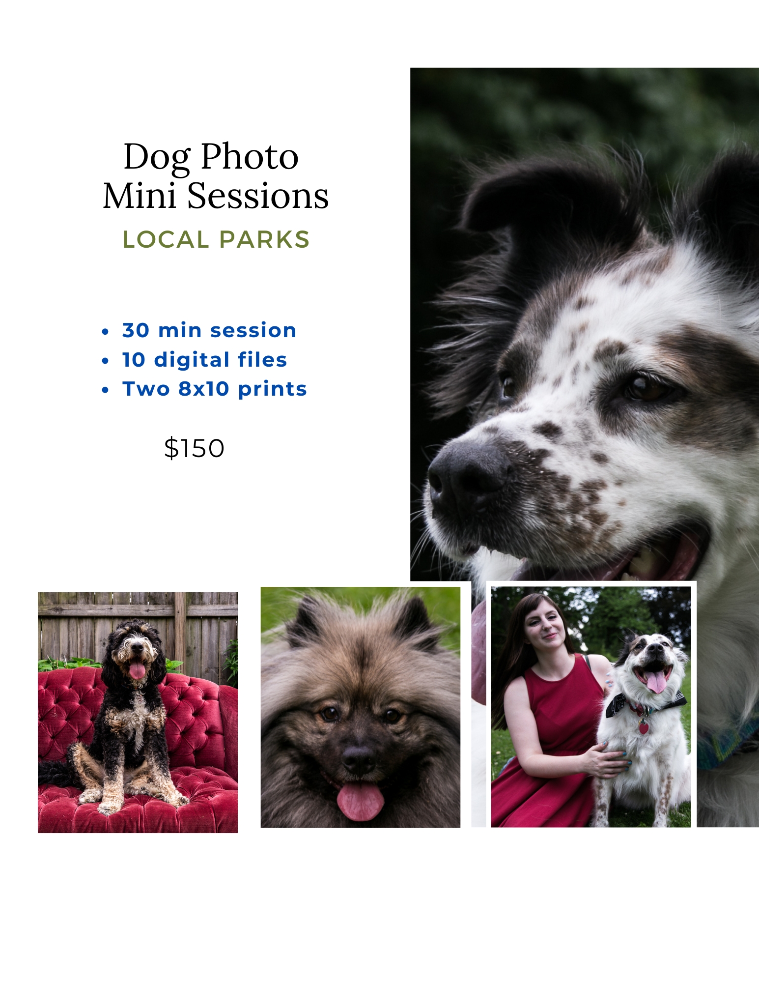 Dog Portraits by Pets in the Wild Photography Pittsburgh (2)