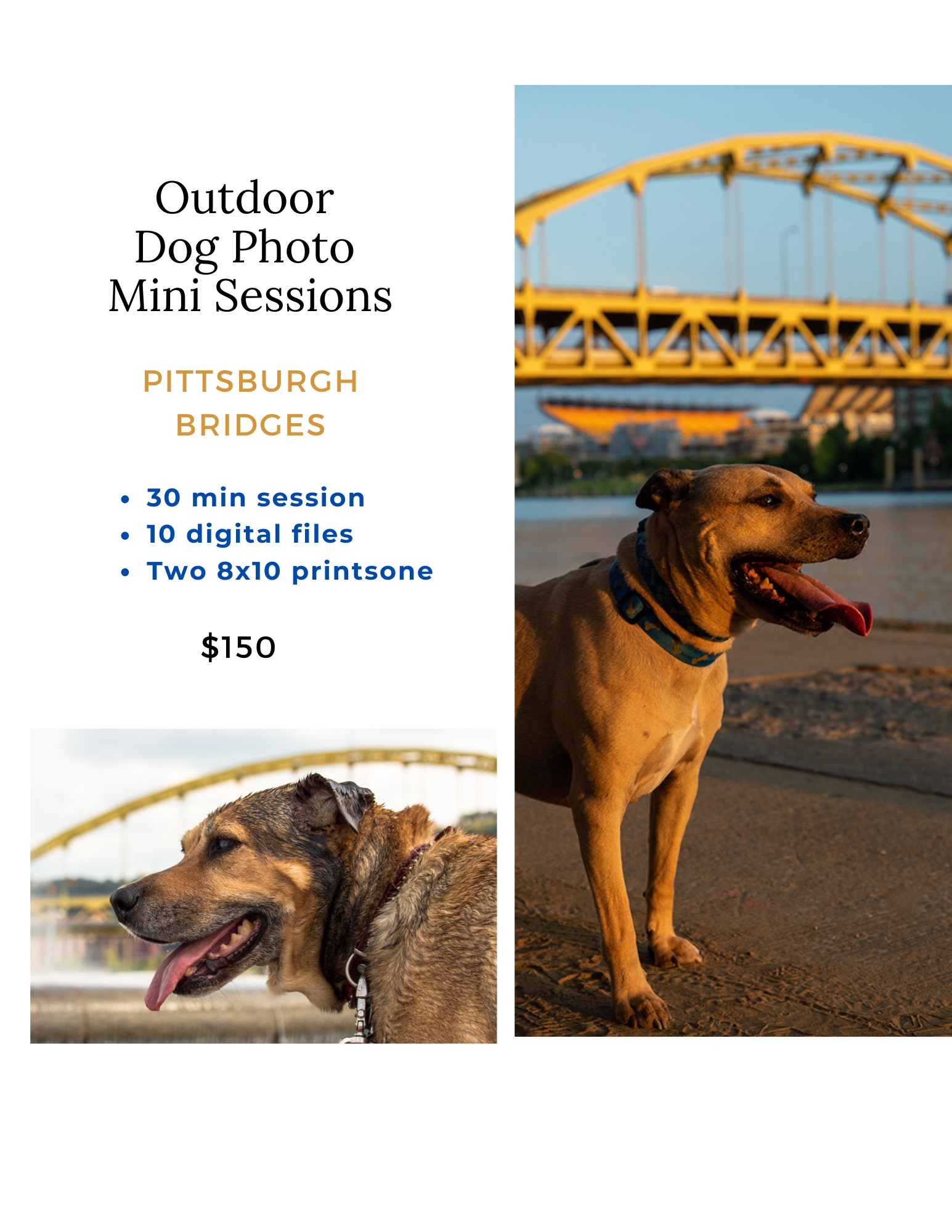 Dog Portraits by Pets in the Wild Photography Pittsburgh (3)