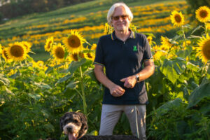 Sunflower -7856 Sunflower -7856