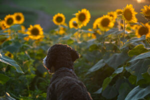 Sunflower - Heather Schor Photo - 5R1A8471 Sunflower - Heather Schor Photo - 5R1A8471