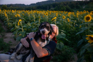Sunflower - Heather Schor Photo - 5R1A8600 Sunflower - Heather Schor Photo - 5R1A8600